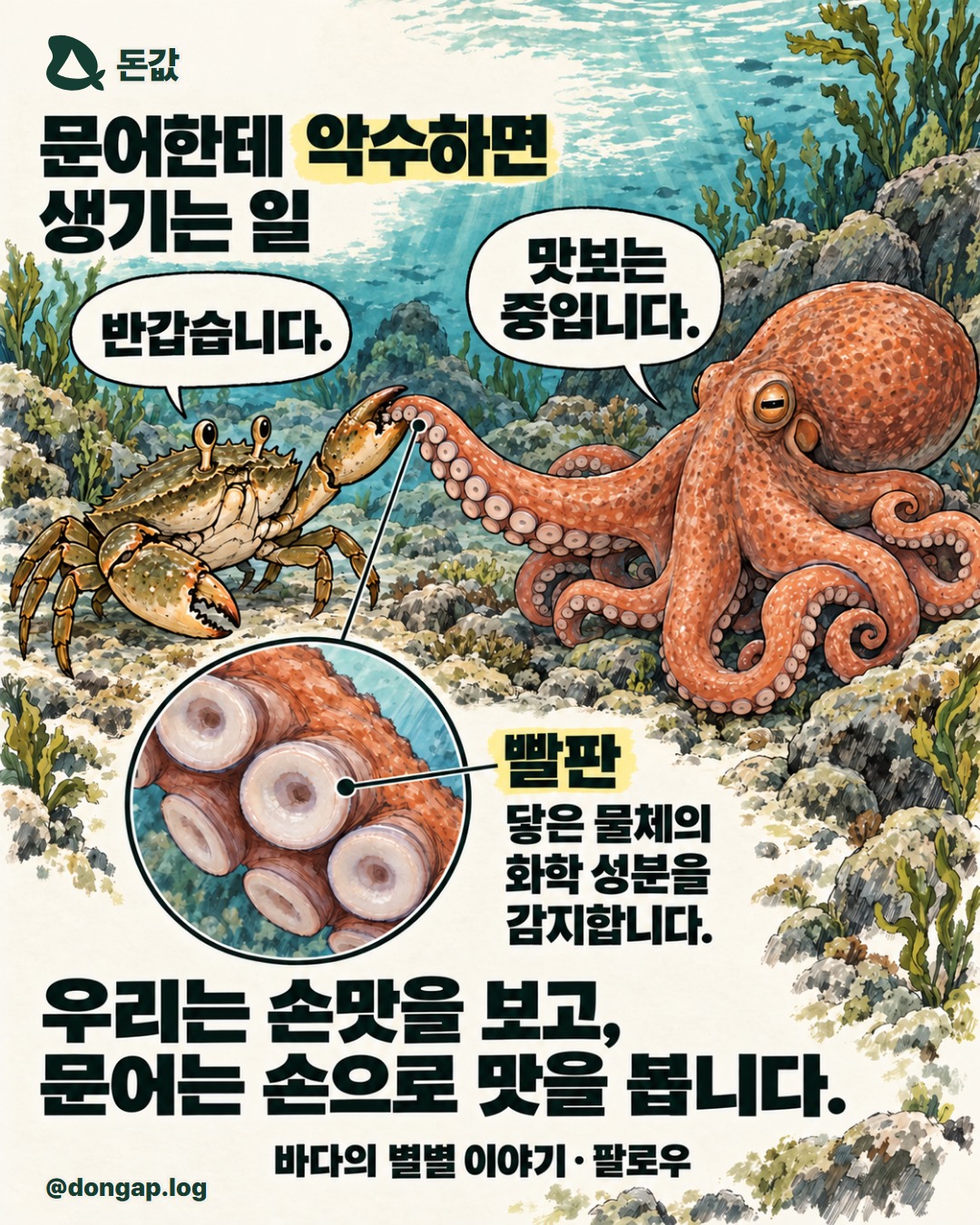문어한테 악수하면 생기는 일. 왼쪽 게가 집게를 내밀며 “반갑습니다.”라고 말하고, 오른쪽 문어는 팔 안쪽 빨판으로 집게에 닿으며 “맛보는 중입니다.”라고 답합니다. 빨판 확대 그림 옆에는 “닿은 물체의 화학 성분을 감지합니다.”라고 적혀 있습니다. 아래에는 “우리는 손맛을 보고, 문어는 손으로 맛을 봅니다.”와 팔로우 안내가 있습니다. 아이보리·딥그린·노랑을 쓴 잉크·마커 창작 만화입니다.