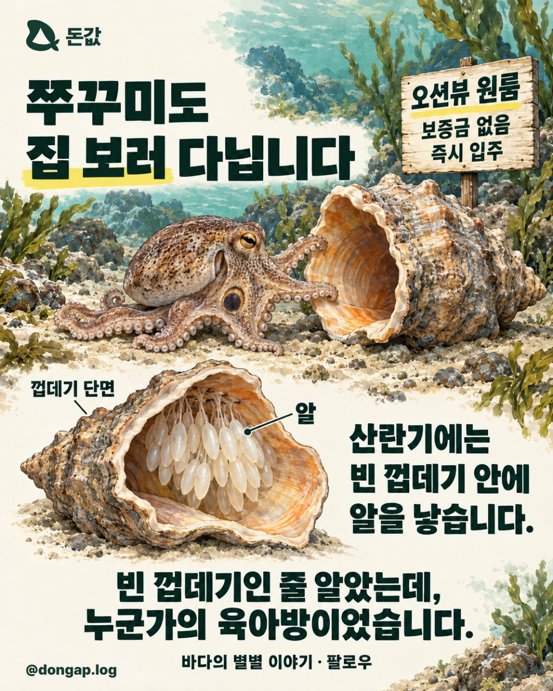 쭈꾸미도 집 보러 다닙니다. 금테 눈무늬가 있는 주꾸미가 팔로 빈 피뿔고둥 껍데기 입구를 살피고, 옆 팻말에는 “오션뷰 원룸, 보증금 없음, 즉시 입주”라고 적혀 있습니다. 아래 껍데기 단면에는 안쪽 벽에 붙은 길쭉한 알과 “산란기에는 빈 껍데기 안에 알을 낳습니다.”라는 설명이 있습니다. 마지막 문구는 “빈 껍데기인 줄 알았는데, 누군가의 육아방이었습니다.”입니다. 아이보리·딥그린·노랑을 쓴 잉크·마커 창작 그림이며 팔로우 안내가 함께 있습니다.